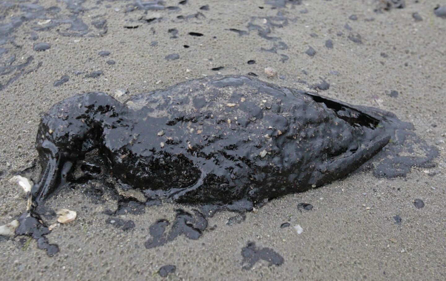 A dead oil-covered bird on the shore area on the eastern end of Galveston near the ship channel.