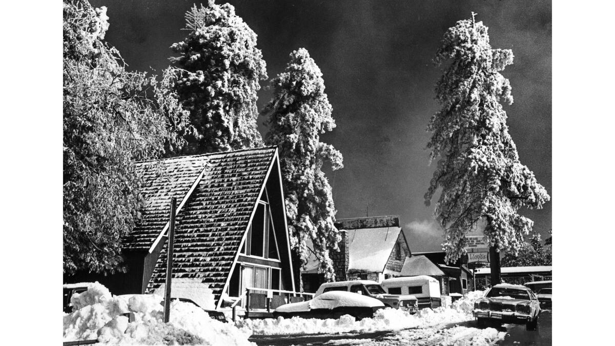 Nov. 12, 1978: Snow-laden trees at Running Springs in the San Bernardino Mountains.