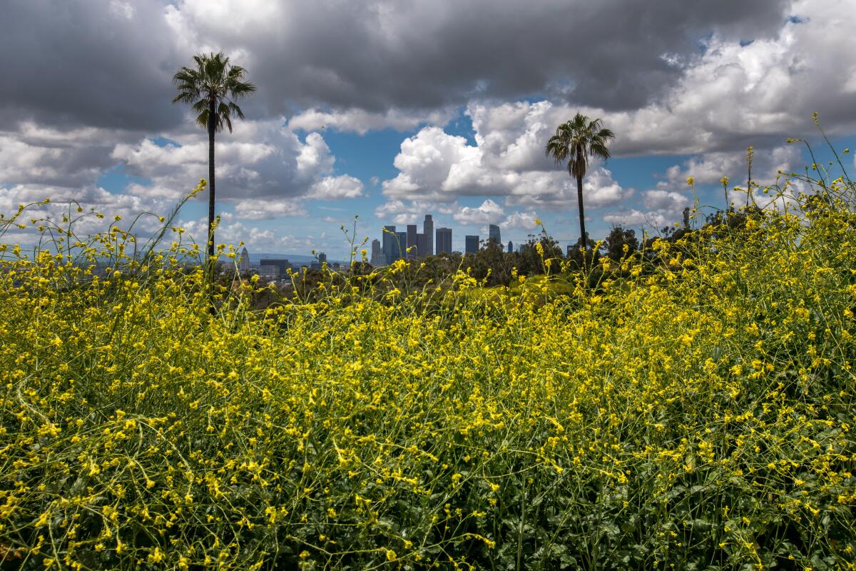 Two palm trees and the L.A. skyline rise into a cloudy sky above a field of yellow wildflowers