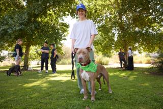 Famous Dog Trainer: Secrets to Transform Your Pup