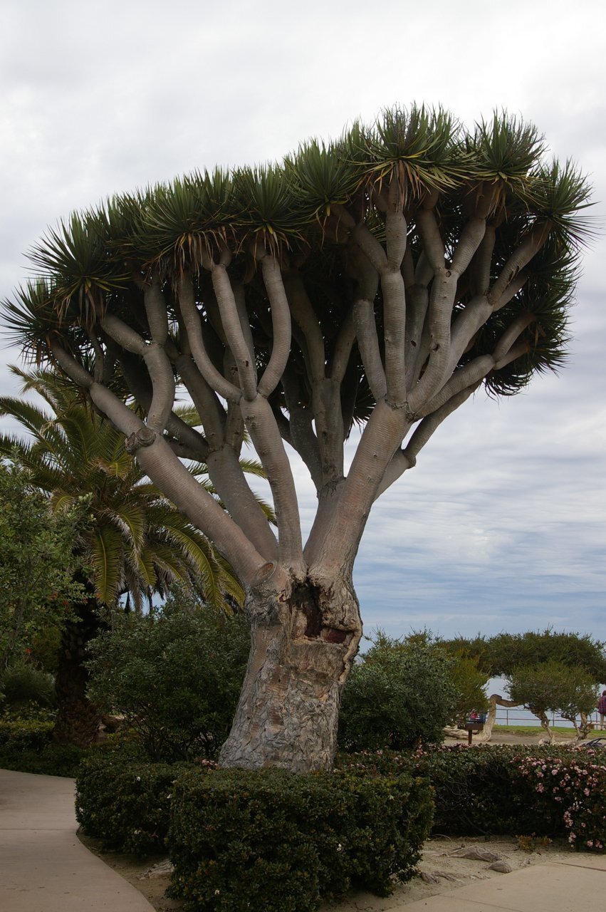 Native To The Canary Islands The Dragon Tree Truly Delights La Jolla Light