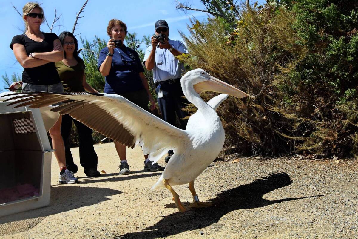 After multiple surgeries and months of rehabilitation, Nigel the pelican spreads her wings at a marsh in Irvine, near where she was found entangled in fishing gear. Rescuers outfitted her with a device to track her whereabouts.