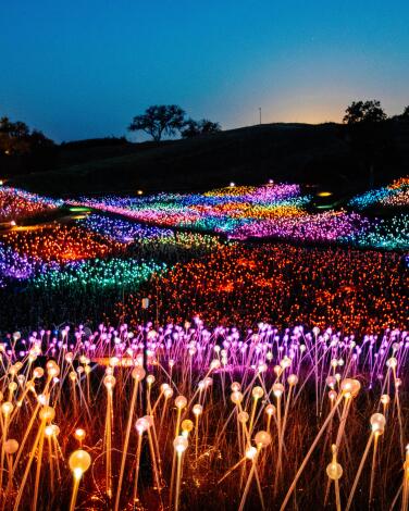 Sunrise begins to light the sky beyond the glowing, multicolored "Field of Light."