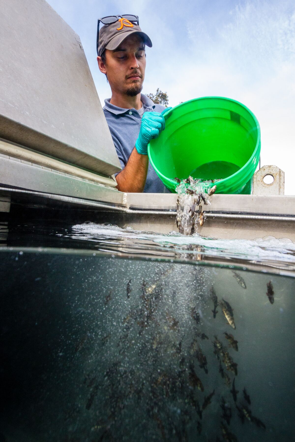 Research assistant Michael Page loads cultured juvenile white seabass into a transport tank.