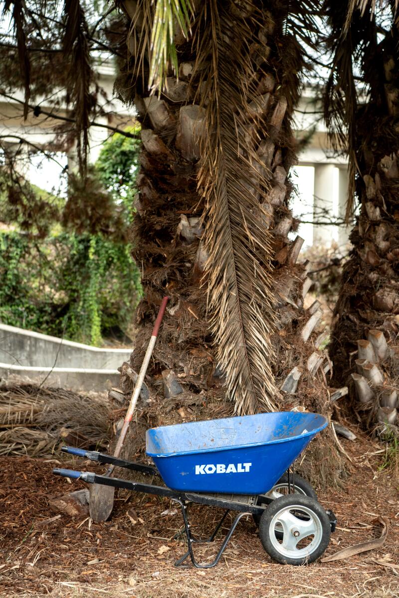 Wheelbarrow next to a palm tree