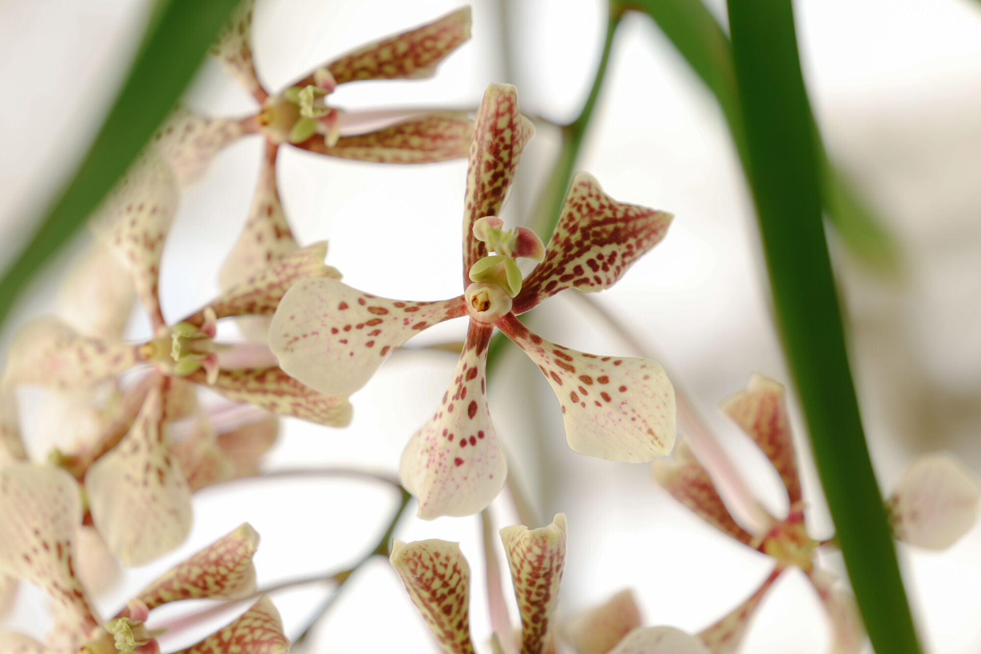 A white Vanda Ellen Noa with spots