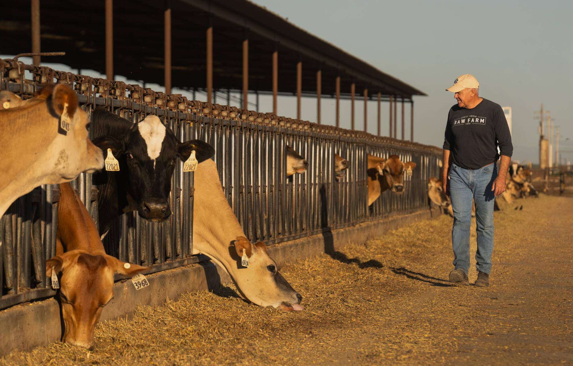 Un hombre pasa junto a las vacas mientras se alimentan.