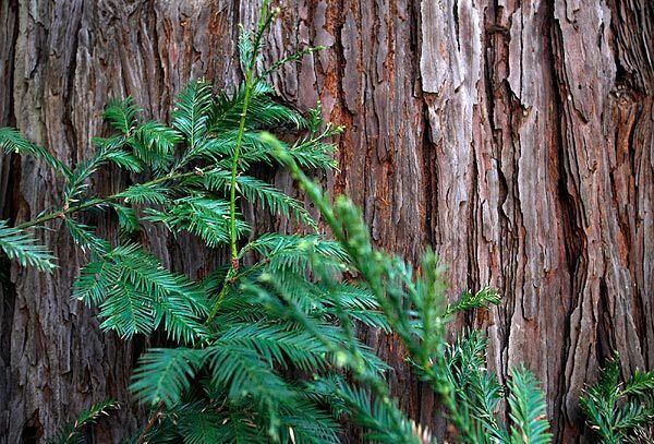 A redwood, with its green side shoots popping out, sits in Griffith Park.