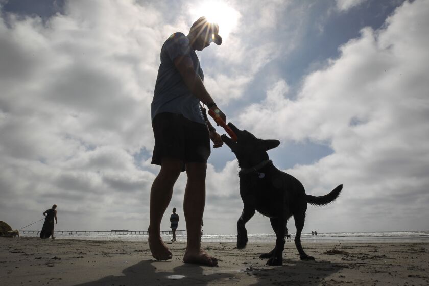 Ash Gunn's dog Natalie, a black lab, likes to play a game of tug-of-war with her dog frisbee before Gunn throws it for her at Ocean Beach's Dog Beach on Thursday , September 12, 2019 in San Diego, California.