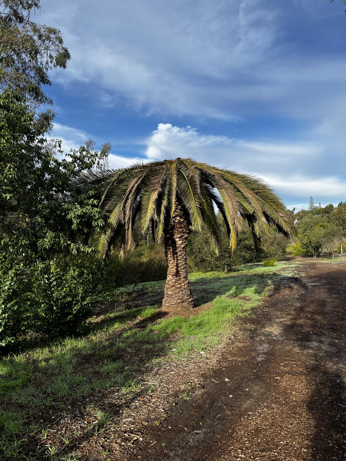 A palm weevil-infested tree in Rancho Santa Fe.