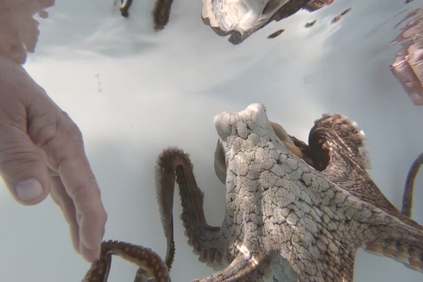 Hawaii says octopus farm operated without proper permits - Los Angeles ...