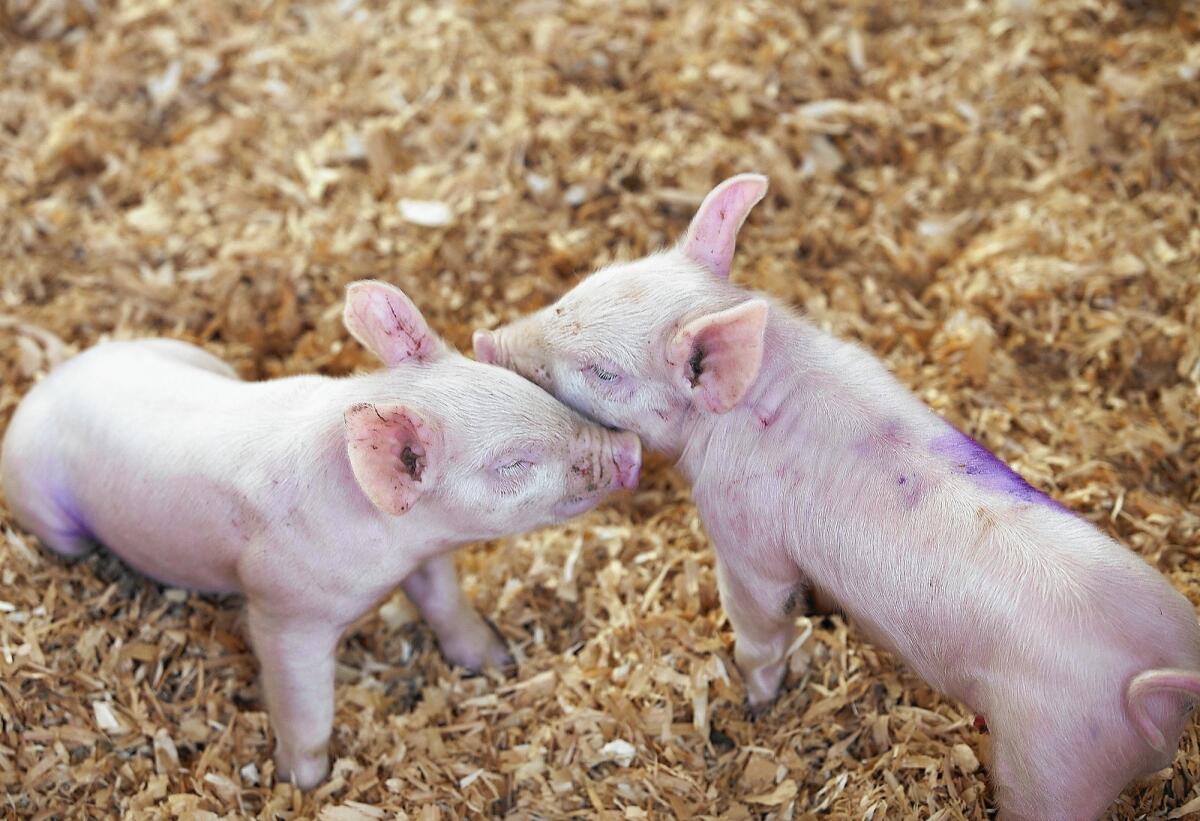 Two piglets that were born on July 14th in Centennial Farm at the OC Fair snuggle up to each other on Wednesday.