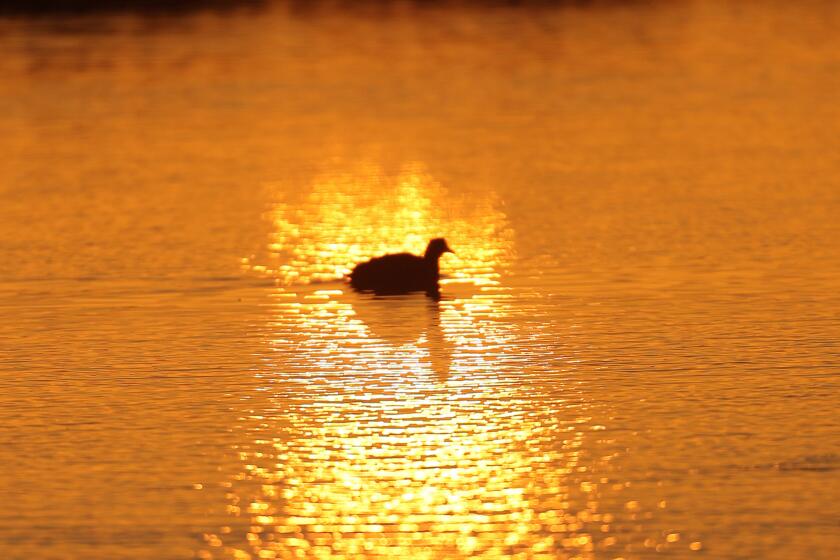 An American coot floats through the water during sunrise at Bolsa Chica Ecological Reserve.