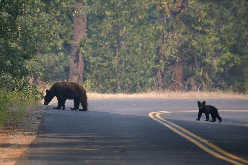 A bear and her cub cross a road in Yosemite National Park. The bears have become a "major issue" for firefighters battling the Meadow fire near Half Dome, officials said this week.