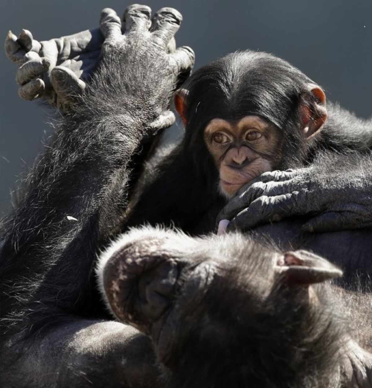 A mother chimp relaxes with her baby at Chimp Haven in Keithville, La. Chimpanzees are no longer considered crucial for most biomedical and behavioral research.