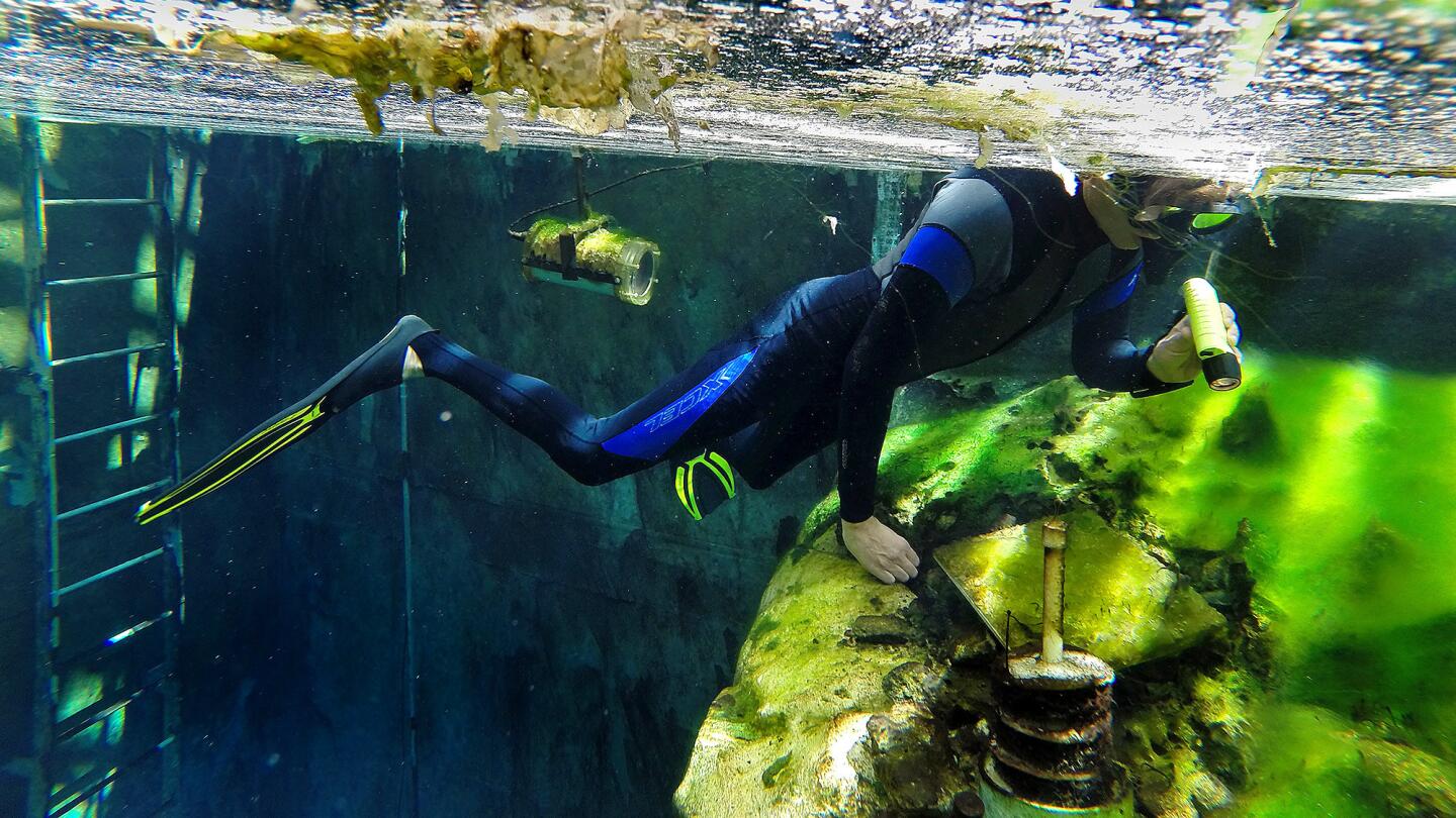 Devils Hole pupfish