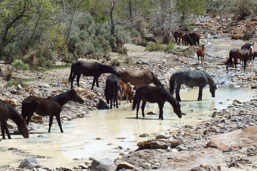 More than a dozen wild horses flock to a small creek near Lockwood, Nevada, easily accessed from Reno via Interstate 80.