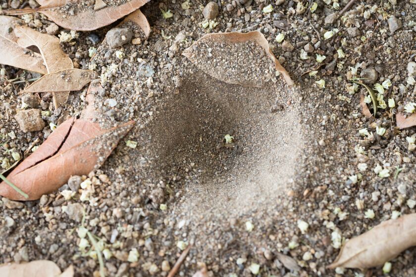 Antlions use sand pits to trap ants or other prey.
