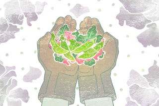 Illustration of gloved hands cradling bright snap peas and pea blossoms as muted petals fall in background.