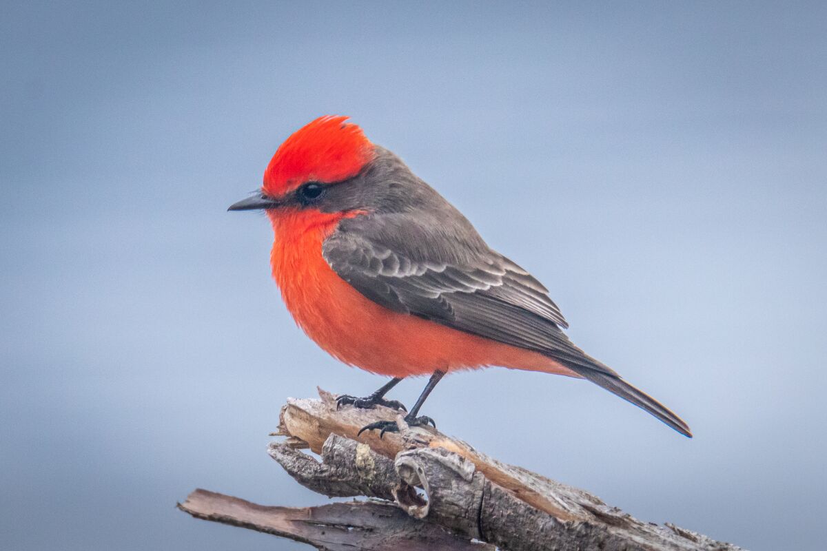 A vermilion flycatcher was a welcoming surprise at Lake Hodges.