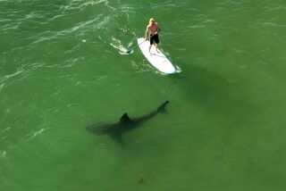 "Researchers with the Shark Lab at theCalifornia State University, Long Beach have found that sharks and humans swim together at some California beaches more often than previously thought."