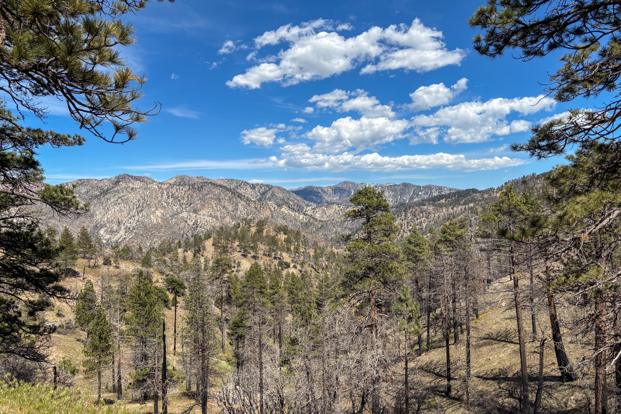 A sweeping view of pine trees and farther in the distance, a mountain ridge still visibly burned from the Bobcat fire