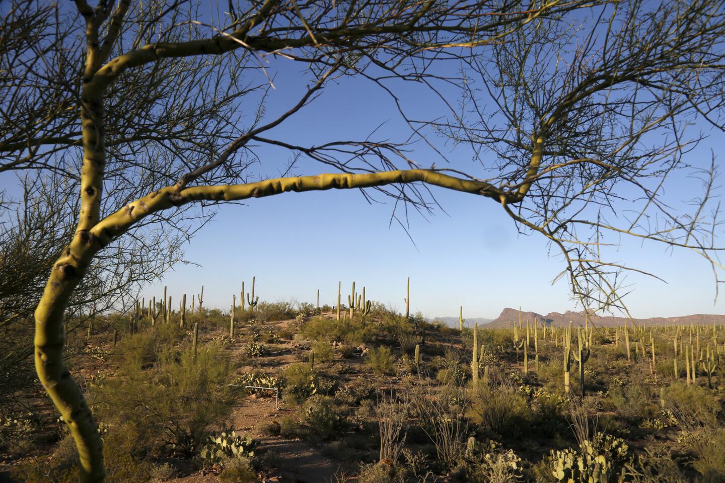 Saguaro National Park