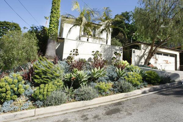 Amy and David Messinger's home in the Hollywood Hills posed vexing problems common to many properties in California. The steep front and rear slopes were difficult to navigate, much less landscape. The one side yard that was flat had been reduced to a muddy mess by sprinklers and poor drainage. For help, the Messingers hired landscape designer Joan Grabel of Park Slope Design in Studio City. On the front slope, she layered strong colors and architectural shapes, each plant selected and positioned so its texture or growth habit stood out. Now orange-flowering aloe and violet-blue lavender near the curb give way to chartreuse euphorbia and big yellow-green Agave attenuata, also known as foxtail agave. Higher still is a type of spiky bronze phormium called Guardsman, and aeoniums are silhouetted against the wall. "I treated the slope like bleachers in a class picture, where you get to see everybody," Grabel said. "I used some plants that were the same height but not on the same plane."