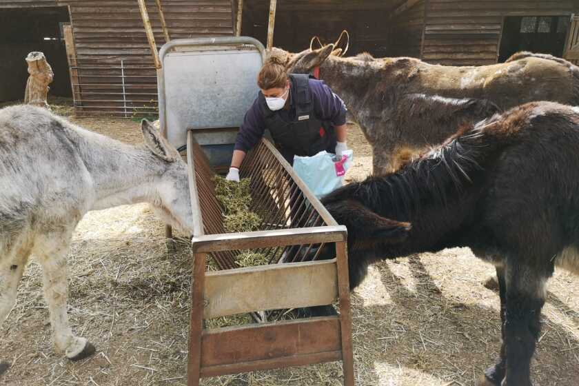 El Refugio del Burrito is seeing an increase in abandoned animals because their owners have become sick or died from covid-19. These three donkeys were taken to the sanctuary after their owner died.