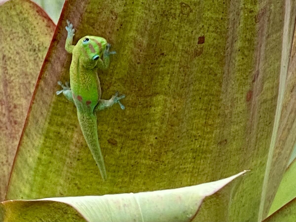 A gecko climbs a leaf at Bob and Cea Smith's coffee farm in the the Kona region of Hawaii's Big Island.