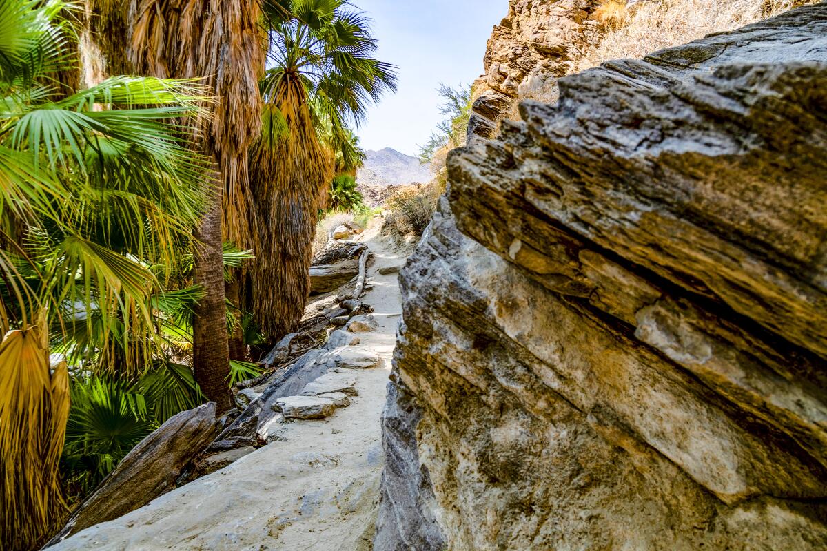 A narrow sandy foot trail between palm trees and dramatic rock formations.