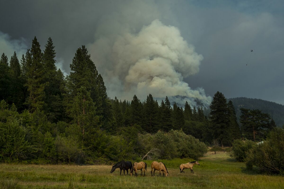 Horses graze in a field off as smoke rises in the background