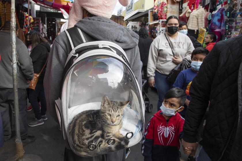 LOS ANGELES, CA - DECEMBER 20: Matthew Meraz, 15, walks Santee Alley with Mowgli on Monday, Dec. 20, 2021 while visiting with family members. Health officials are warning of a possible winter COVID surge with the Omicron variant. (Myung J. Chun / Los Angeles Times)