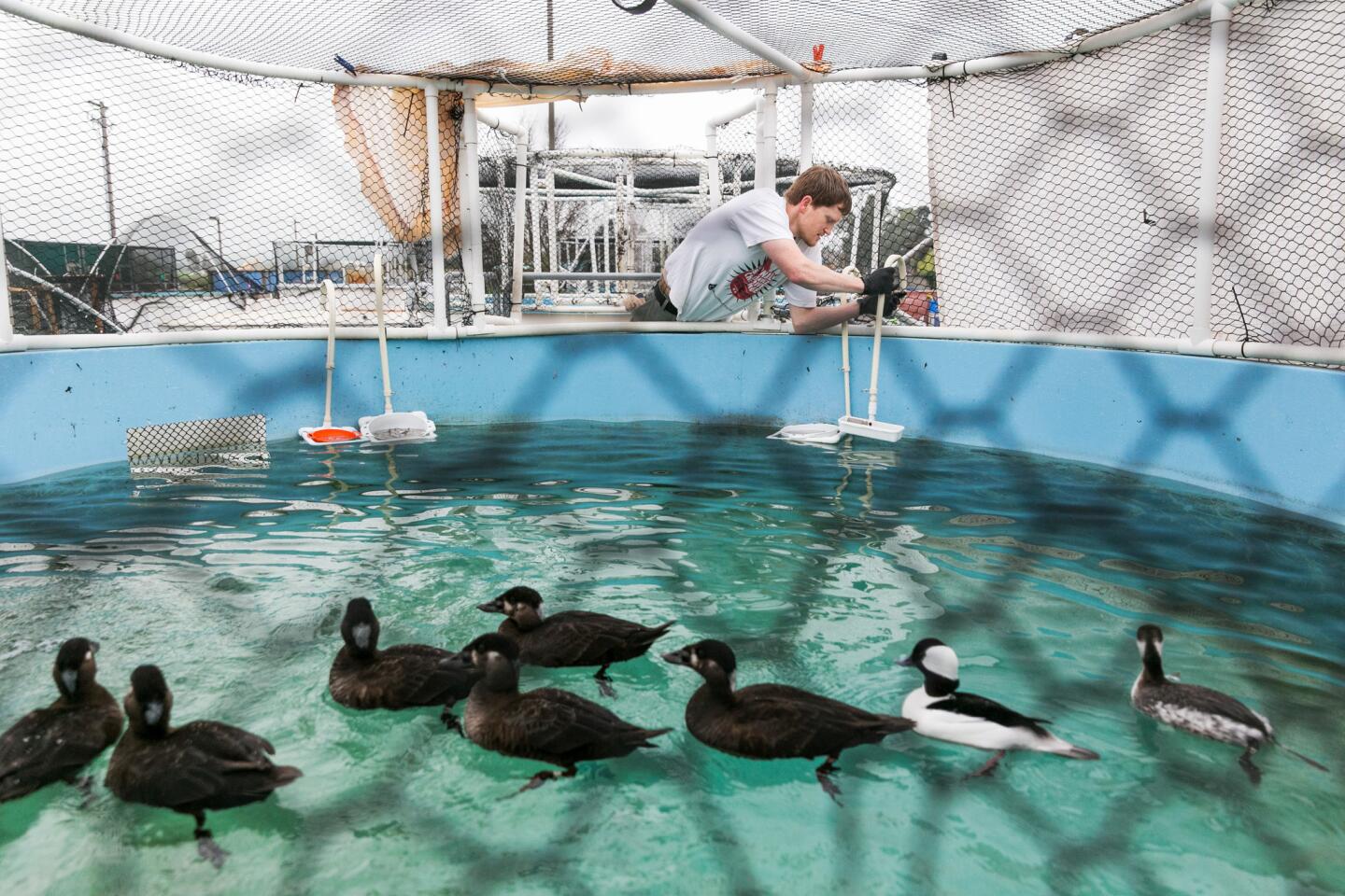 Rescued birds