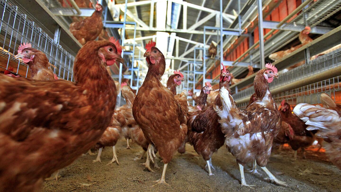 Cage-free egg production in San Diego County