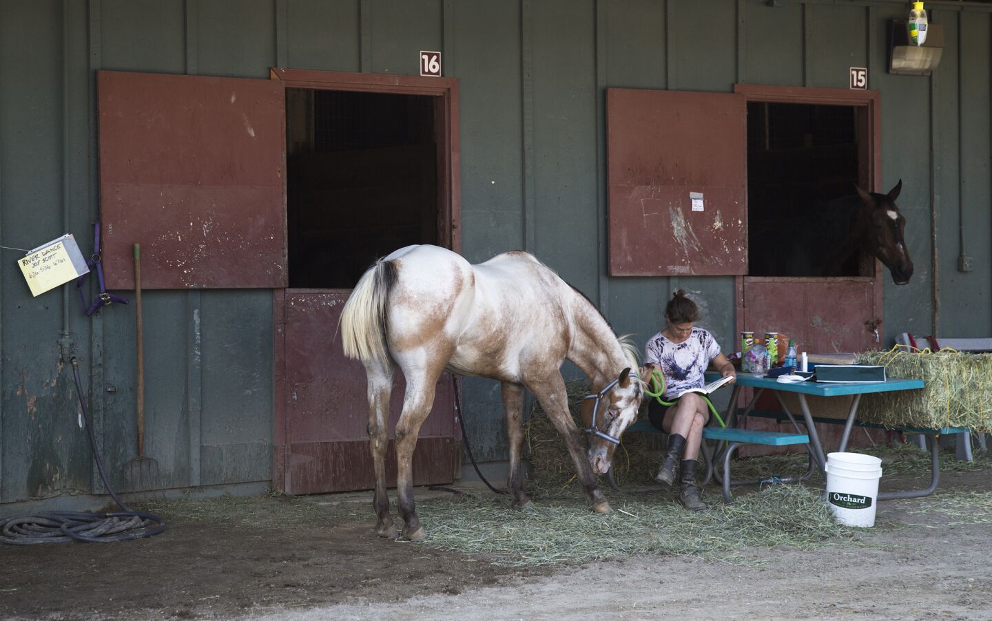 Elizabeth Stolz of Duarte reads a book next to her horse Rhiannon at the Fairplex.