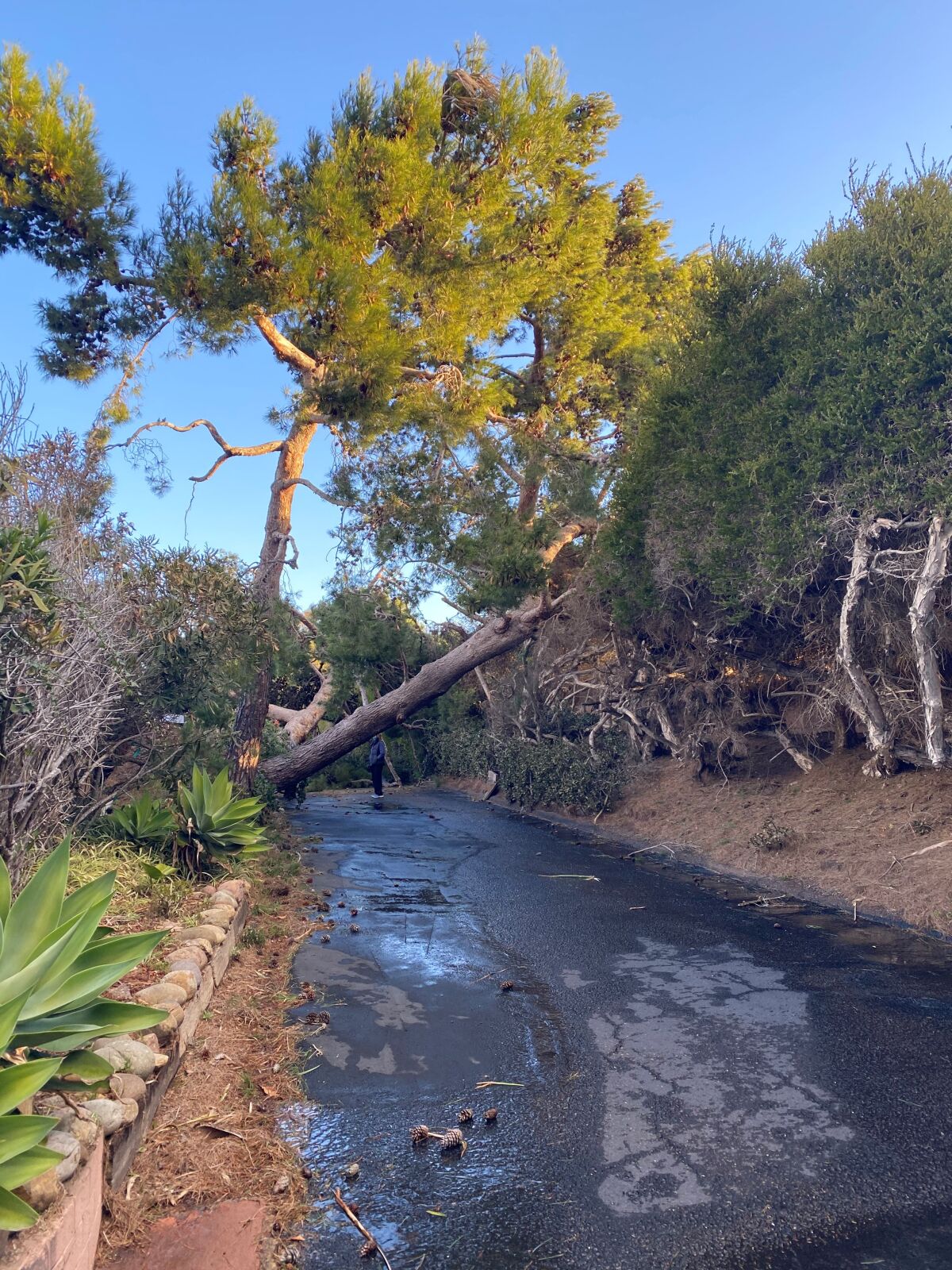 A tree is toppled on the grounds of Seiche, oceanographer Walter Munk's former La Jolla home, after a storm Jan. 26.