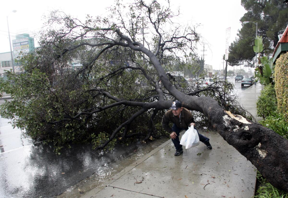 Hugo Alonzo ducks under a tree that had fallen and blocked the sidewalk and part of Sherman Way in Van Nuys in January 2006.