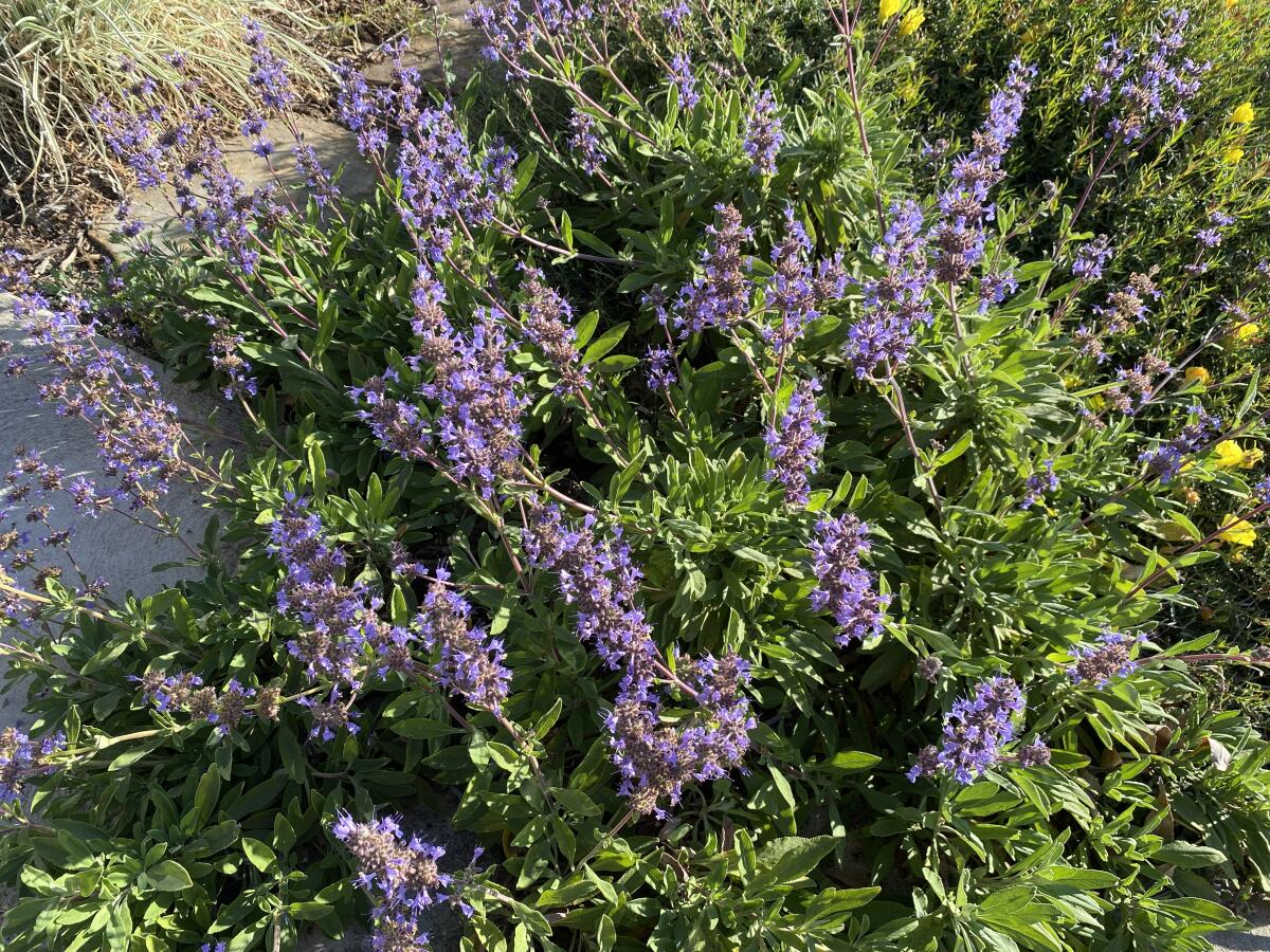 Dara's Choice sage has dark green leaves and upright stalks of purple flowers.