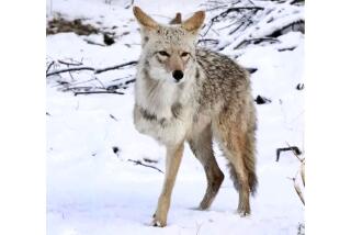Tripod, a coyote, was seen along a road near Joshua Tree 