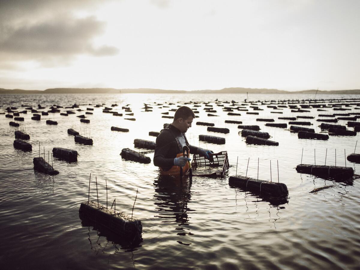 Neal Maloney, owner of Morro Bay Oyster Co., harvests oysters at the farm.