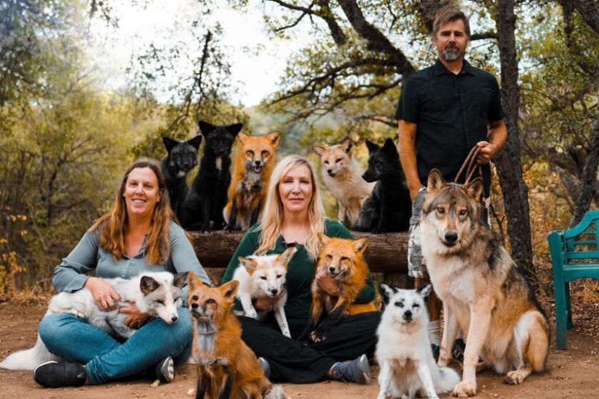 From left, Melissa Beeson, Amy Bassett and David Bassett with some of their Russian domesticated foxes and Lucan, the wolf.