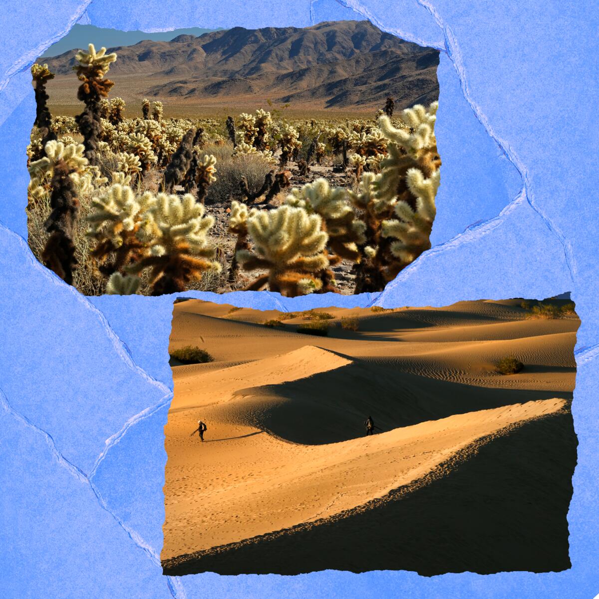 Cholla cactus at Joshua Tree National Park and sand dunes at Mesquite Flats at Death Valley National Park.