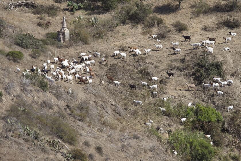 Acotillo Moreno and his border collie "shandu", at left, keep control the heard of goats on a Laguna Beach hillside.