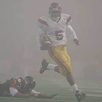 Bush in fog