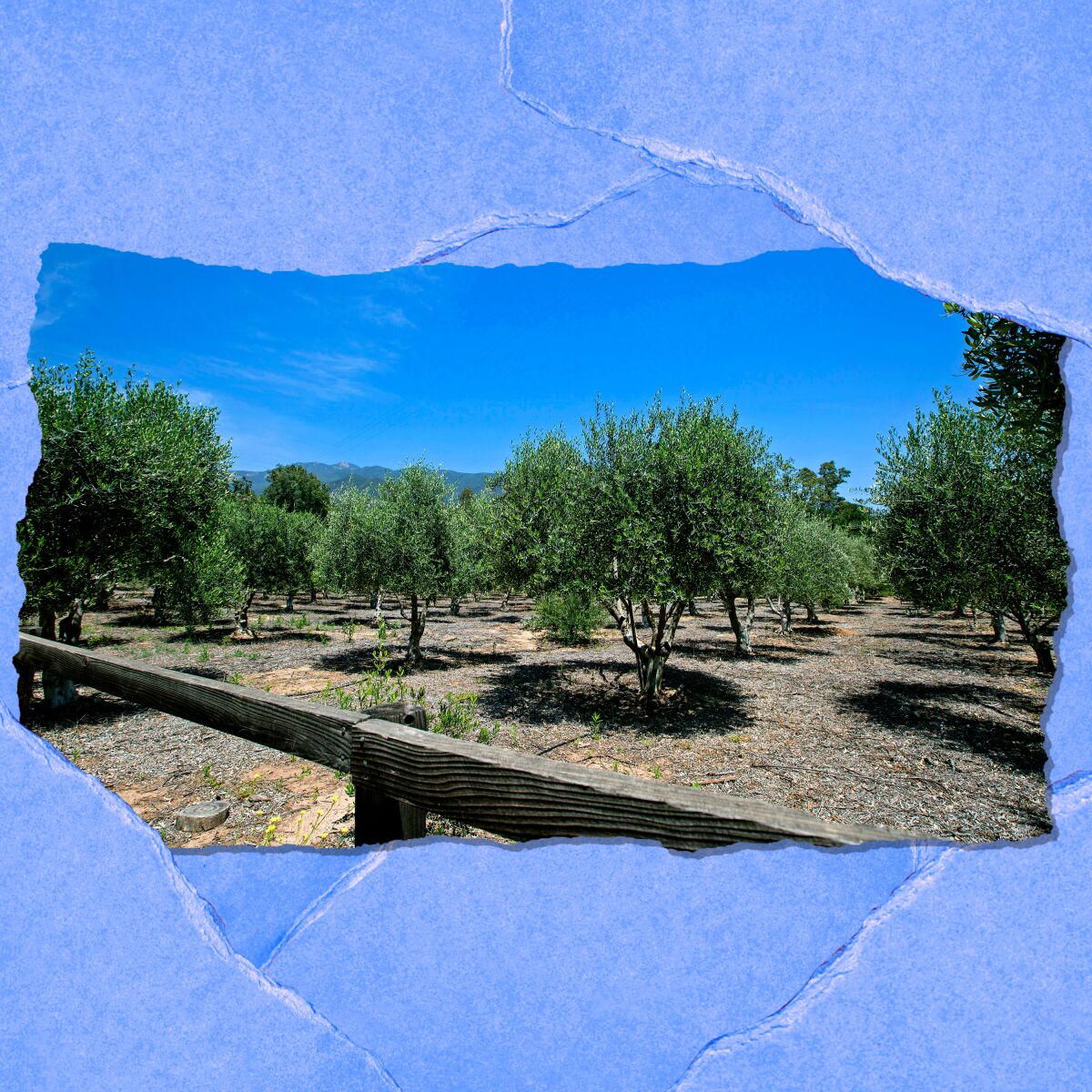Behind a wooden fence are evenly spaced trees against a backdrop of blue sky.
