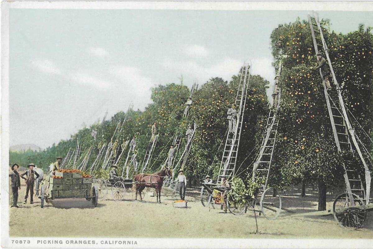 People on ladders pick oranges from tall trees. 