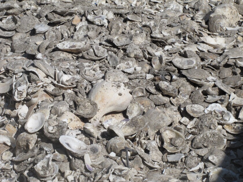 This June 29, 2021 photo shows a pile of oyster, clam and whelk shells drying in the sun in Port Republic, N.J. The shells are collected from restaurants in Atlantic City, dried, and placed into the Mullica River, where they become the foundation for new oyster colonies as free-floating baby oysters attach to them and start to grow. Communities around the world are running similar shell recycling programs. (AP Photo/Wayne Parry)