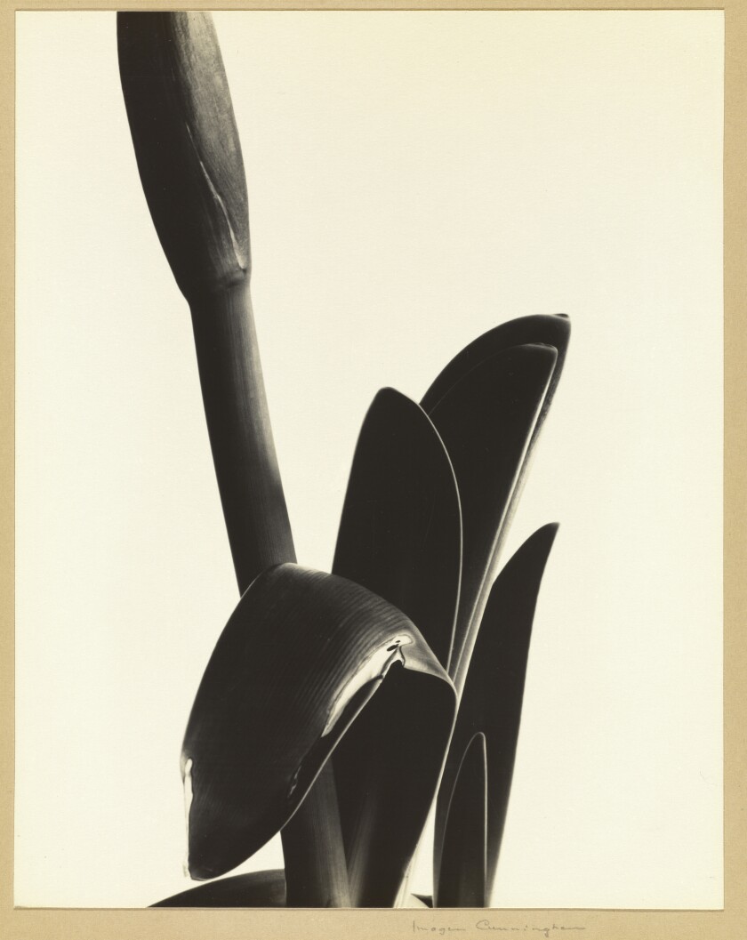 Imogen Cunningham, "Amaryllis," 1933, gelatin silver print.