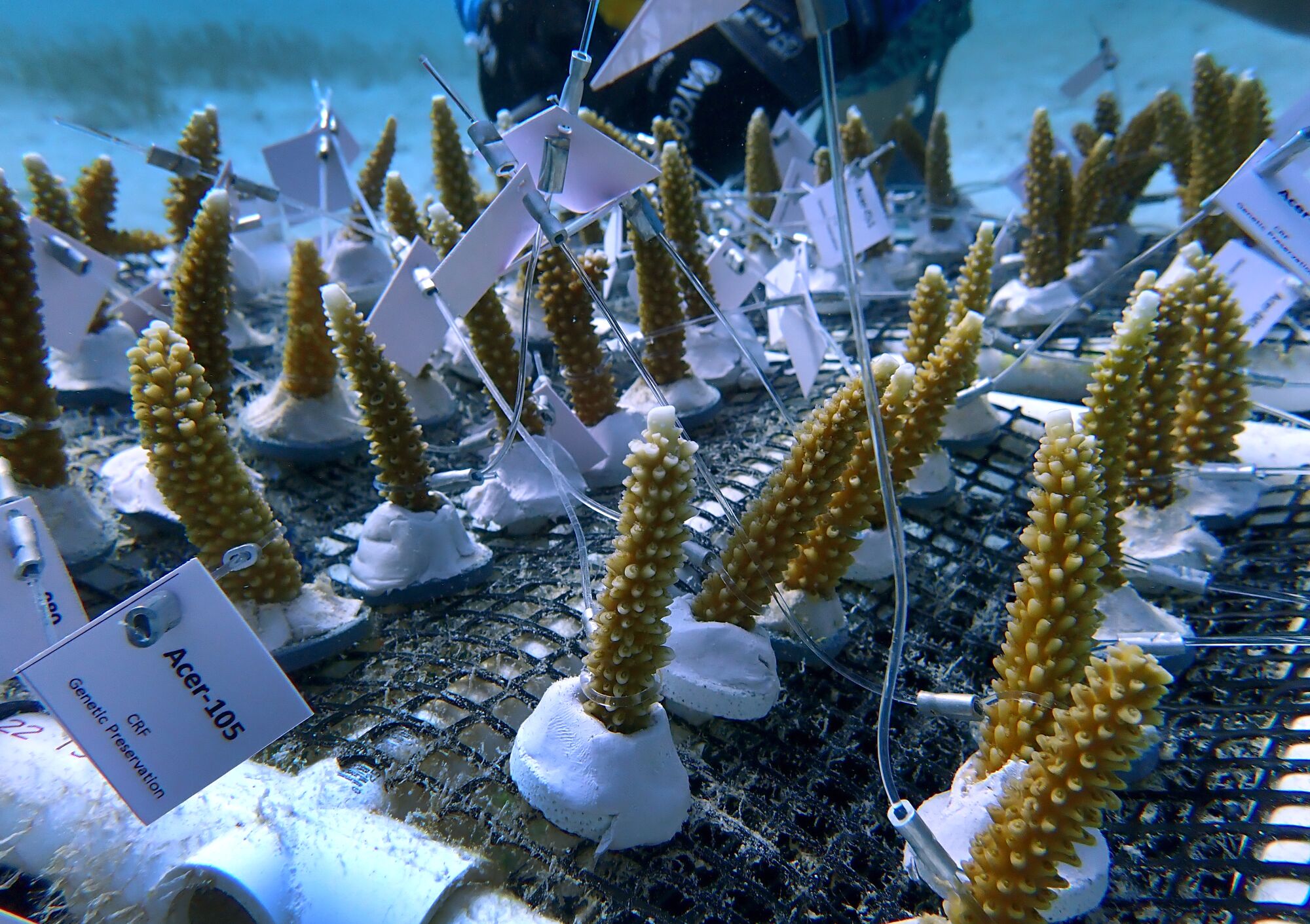 Samples of young staghorn coral retrieved from the ocean nursery are tagged and carefully documented.  